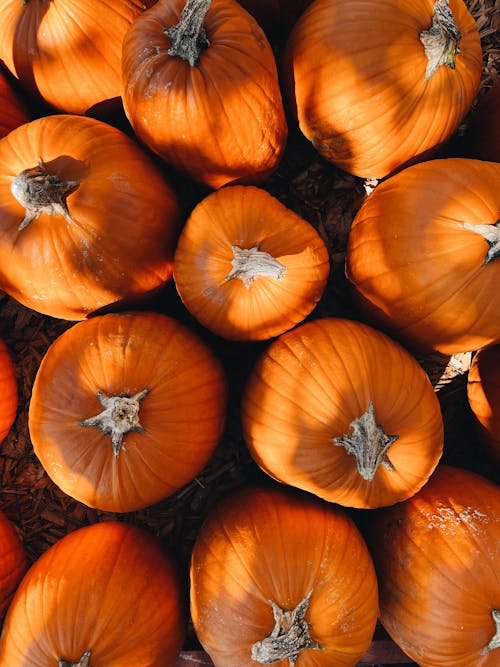 Free A Bunch of Pumpkins Stock Photo