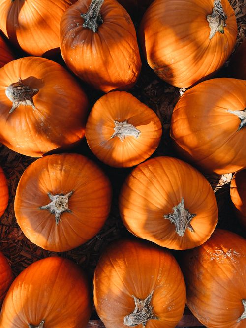 Free A collection of pumpkins shot from above, showcasing warm autumn tones and textures. Stock Photo