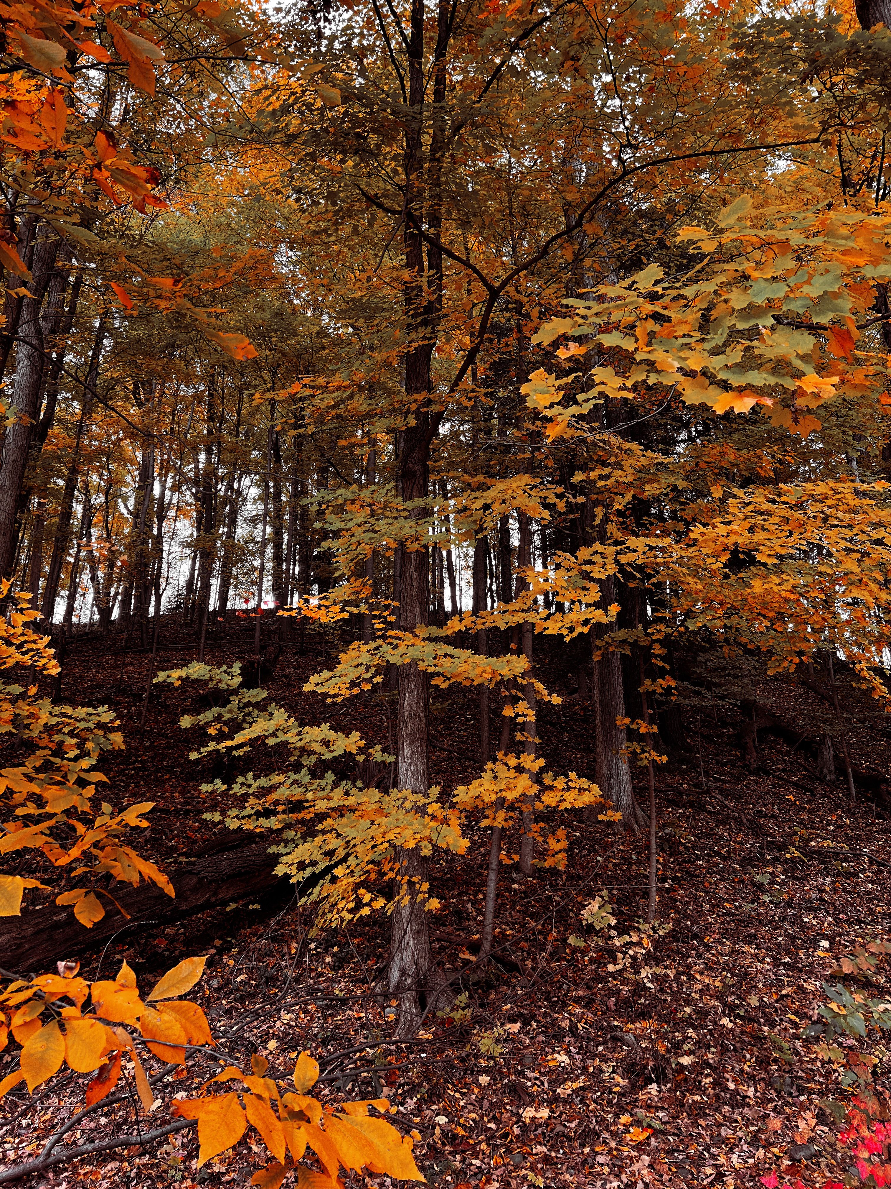 Captivating forest scene showcasing vibrant autumn foliage on a gentle slope.