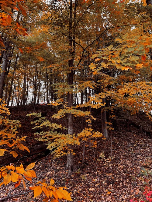 Foto profissional grátis de árvores, colina, cor do outono