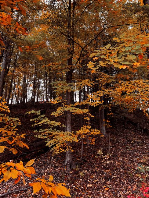 Captivating forest scene showcasing vibrant autumn foliage on a gentle slope.