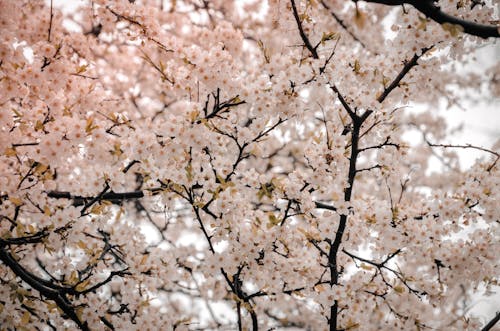 Фотография цветущей сакуры