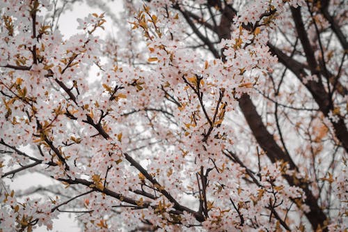 Fotografia De Close Up De Flor De Cerejeira