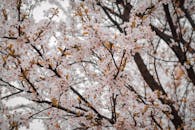 特写镜头捕捉着树枝上盛开的樱花，花瓣精致