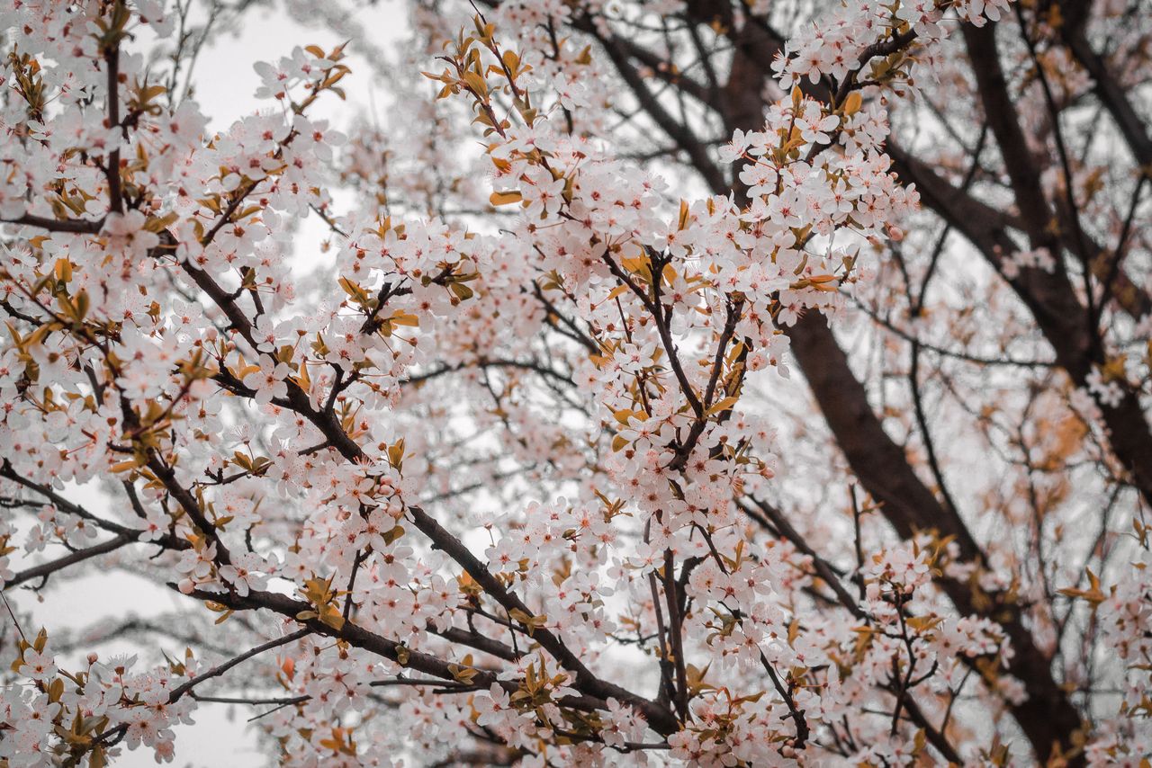 close up of blooming cherry blossoms capturing delicate petals on bran