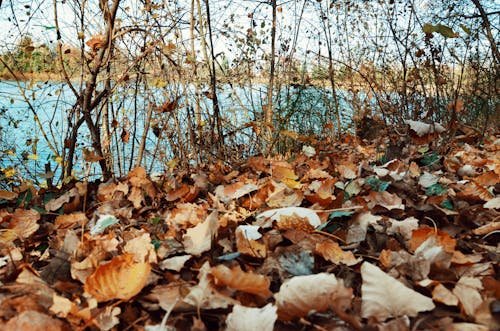 Základová fotografie zdarma na téma detail, listoví, listy