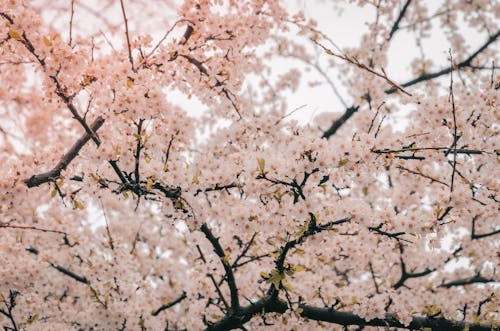 Free Photography of Cherry Blossom Stock Photo