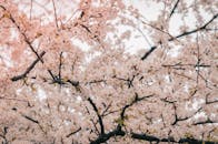 美丽的樱花盛开着，粉红色的花瓣精致地绽放在枝头