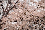 春天，樱花在树木的背景下盛开，景色迷人