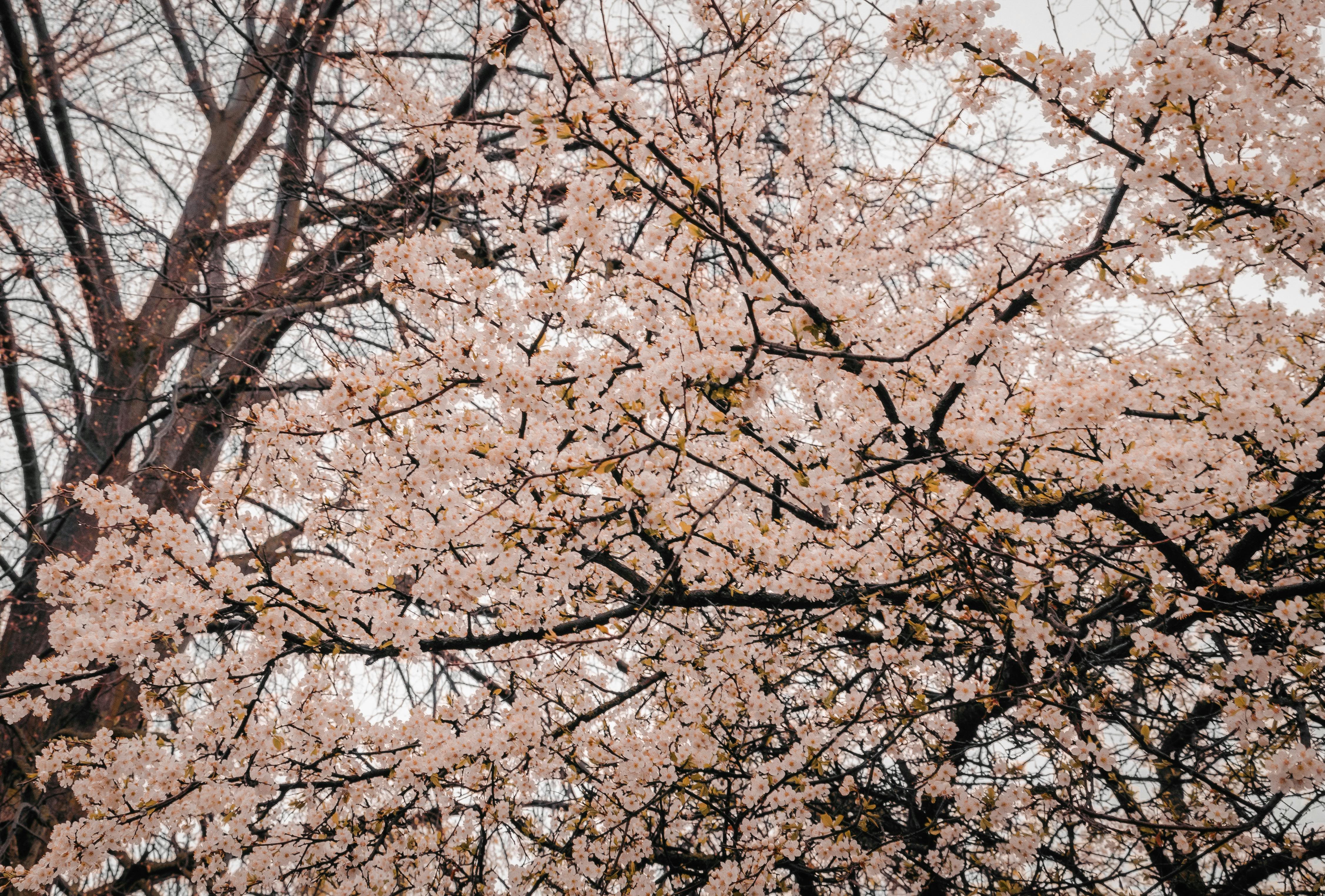Photography of Cherry Blossoms u00b7 Free Stock Photo