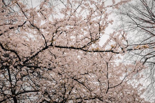 Fotografía De Ramas De árboles Con Flores
