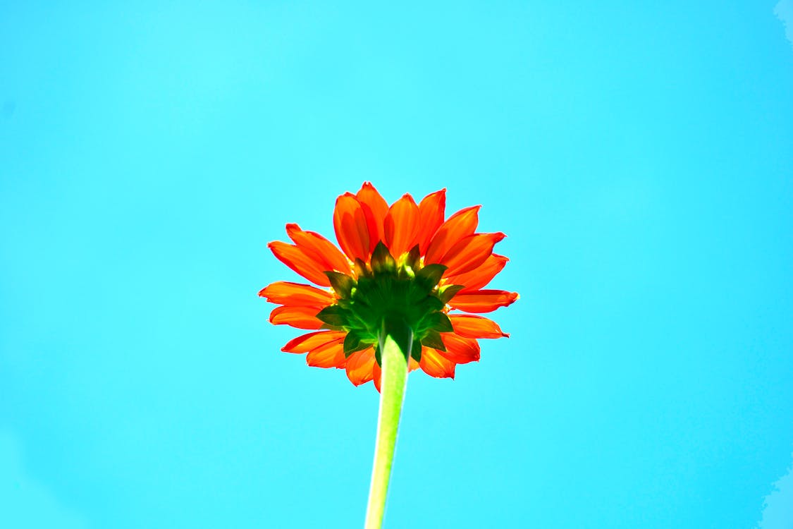 무료 오렌지 해바라기 꽃 로우 앵글 사진 스톡 사진