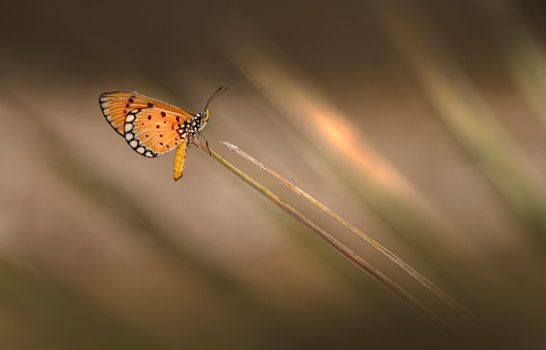 Close-up of an orange butterfly with delicate wings perched on a stick, showcasing macro photography.