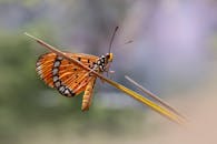 Tawny Coster Butterfly