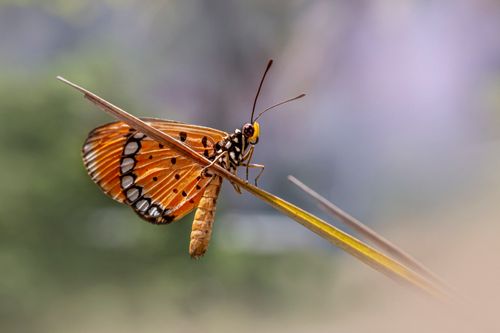 Free Close-up of a tawny coster butterfly perched on grass, highlighting its delicate wings and vibrant colors. Stock Photo