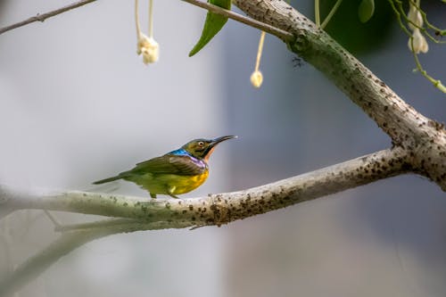 A Bird Perched on a Tree Branch