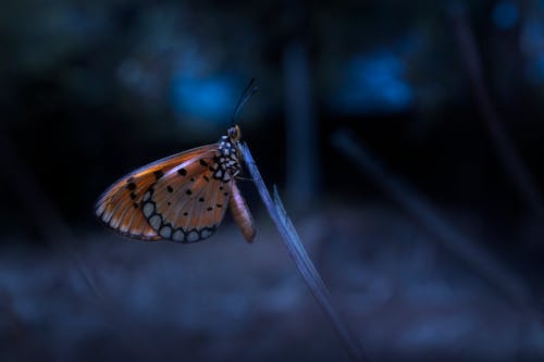 Close-Up Photo of Orange Butterfly perched on Plant