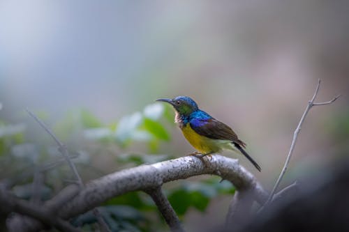Free Perched Brown-thoated Sunbird Stock Photo