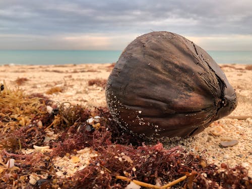 Foto profissional grátis de areia, areia da praia, coco