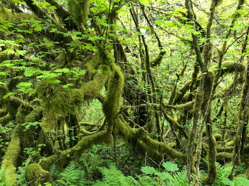 Foto d'estoc gratuïta de arbre de fulla perenne, jungla, planta