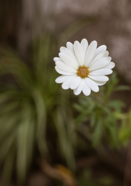 Gratis arkivbilde med blomstre, flora, friskhet