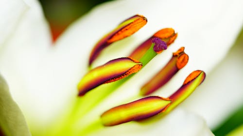 Gratis stockfoto met î »îμï ... îºïœ î» î¿ï ... î »î¿ï î'î¹, lilium, mooie bloemen