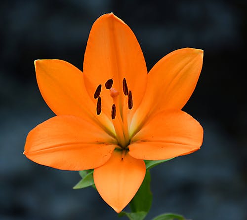 Kostnadsfri bild av apelsin, svart bakgrund, vackra blommor