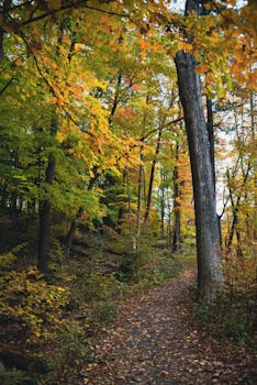Peaceful forest path surrounded by autumn foliage in Ithaca, NY.
