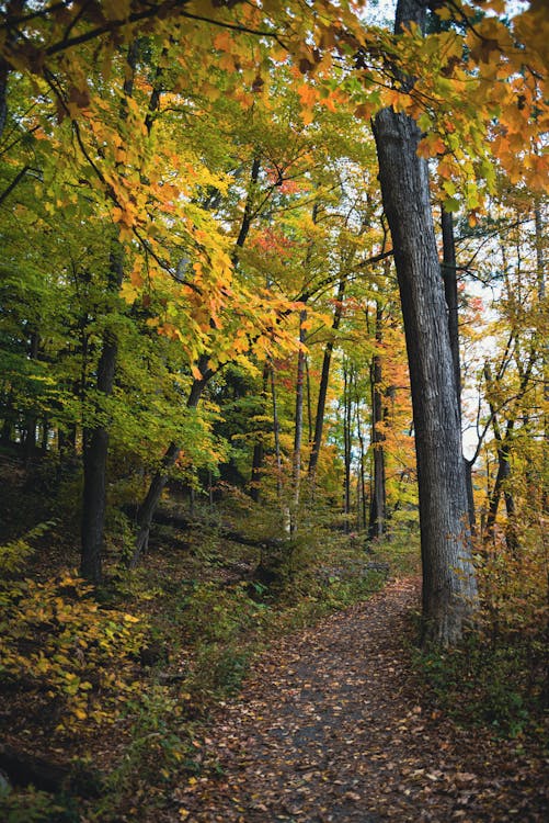 A Tranquil Forest