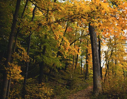 Serene autumn forest path with colorful foliage in Ithaca, NY, USA.