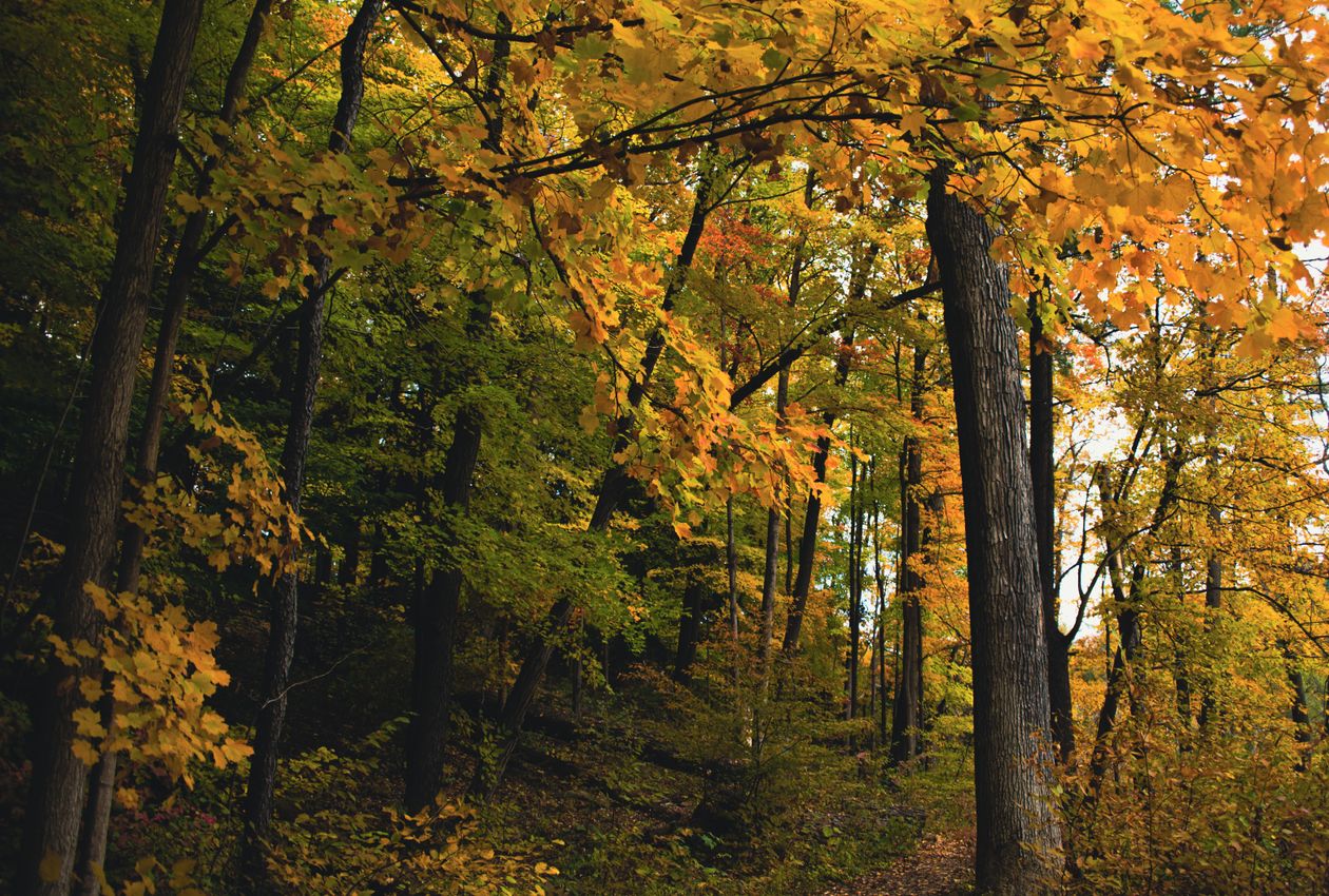 Granite Ridges and Silent Valleys: An Immersive Autumn Hike Through the Wompatuck State Park