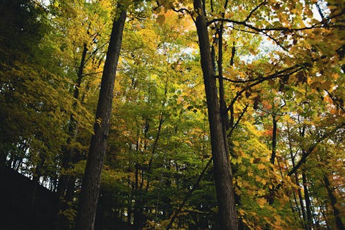 Free A Low Angle Shot of a Tall Trees with Autumn Leaves Stock Photo