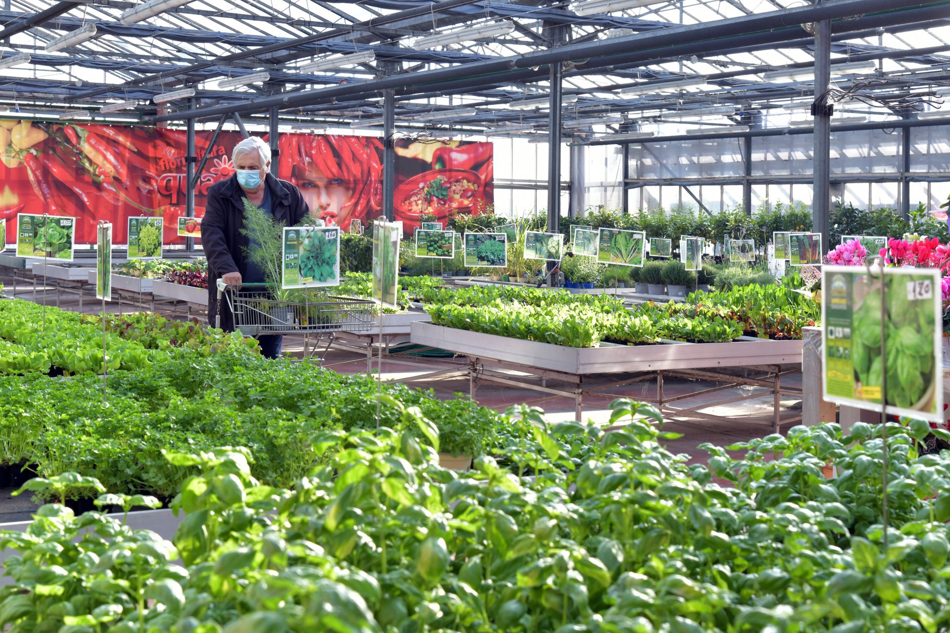 A vibrant greenhouse in Rizza, Italy showcasing fresh herbs and plants with a customer shopping.