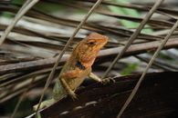 Close-up of an Oriental Garden Lizard