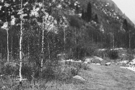 Black and white serene winter landscape featuring bare birch trees along a snowy path.