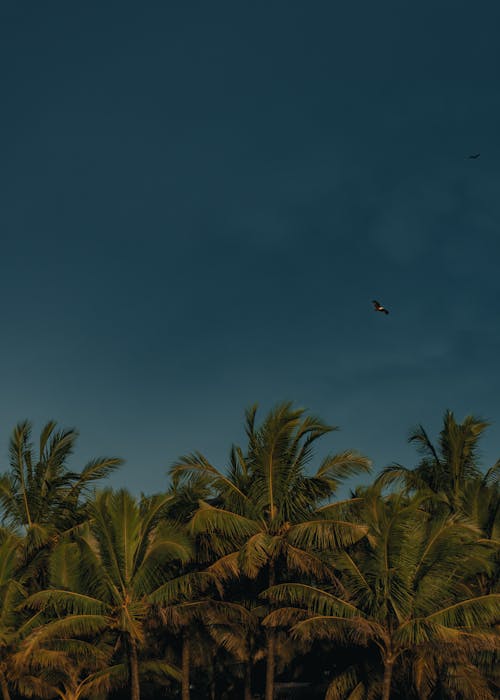 A Dark Blue Sky above Palm Trees