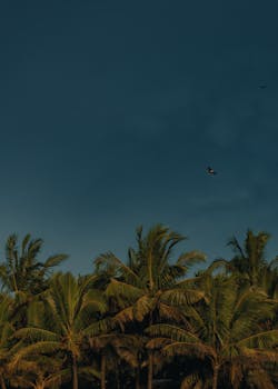 A tranquil view of palm trees under a vast blue sky, perfect for a calming wallpaper.