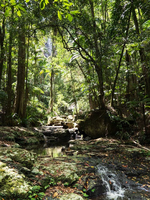 Fotobanka s bezplatnými fotkami na tému 4k tapety, dažďový prales, džungle pozadia