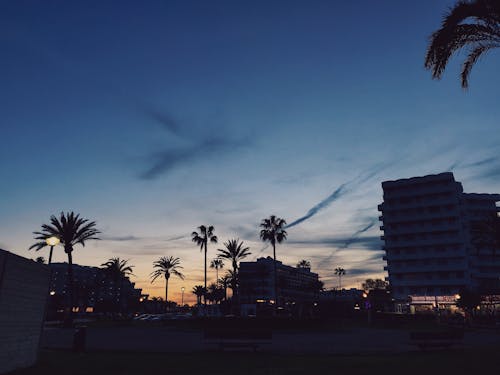 Free stock photo of colorful, palm trees, sunset