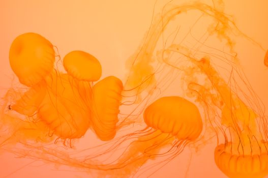 A stunning close-up of vibrant orange jellyfish floating gracefully underwater.