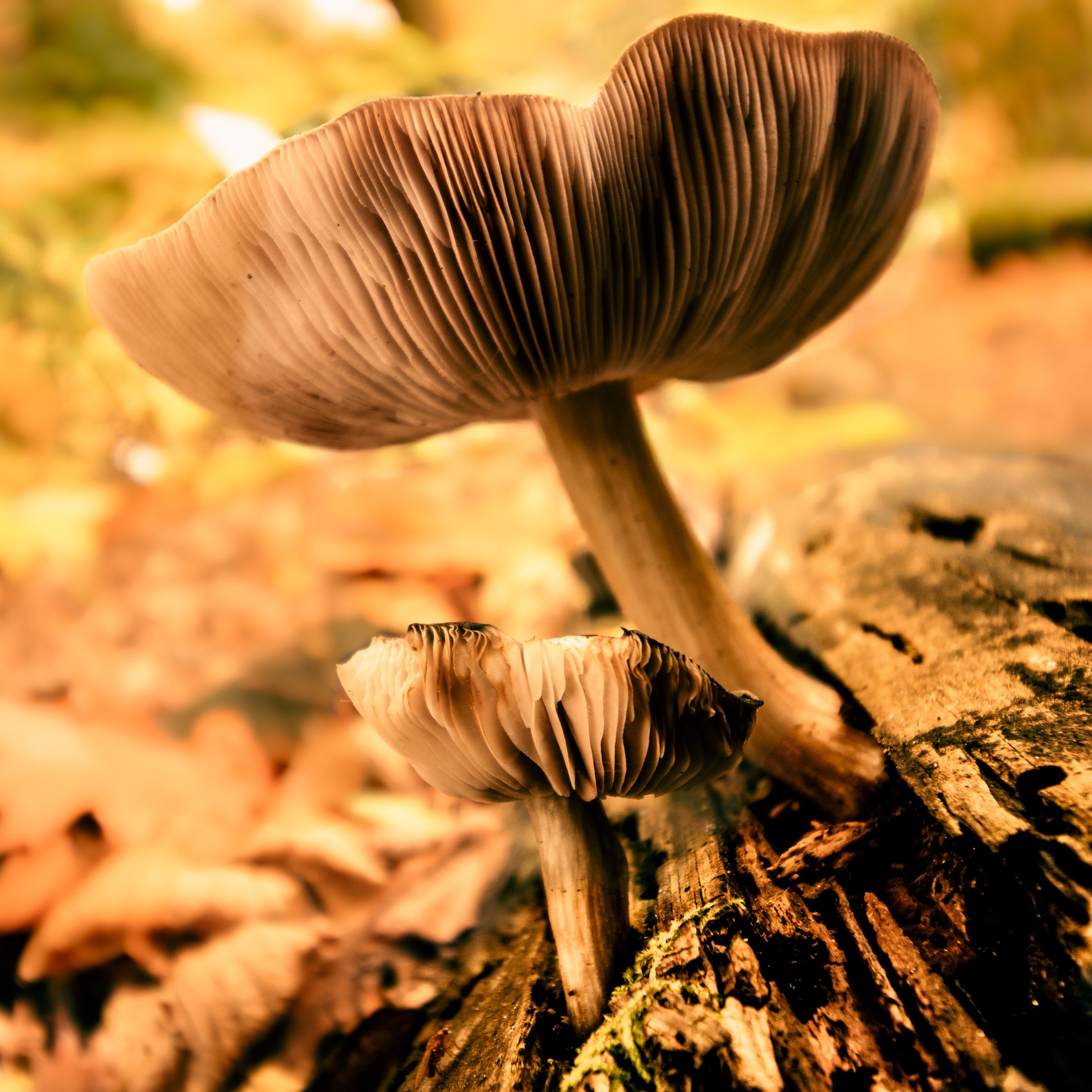 Close-up of Mushrooms