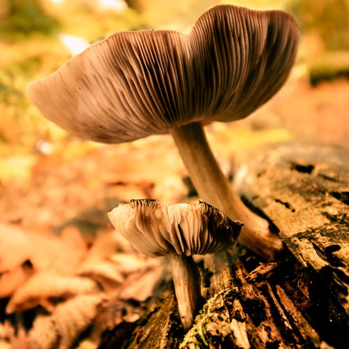 Free Close-up of Mushrooms Stock Photo