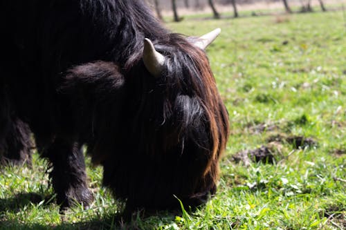 Ảnh lưu trữ miễn phí về bò vùng cao scottish, con vật, công viên rasterhoff