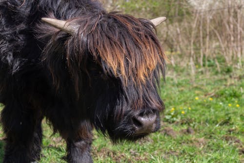 Ảnh lưu trữ miễn phí về bò vùng cao scottish, con vật, công viên rasterhoff