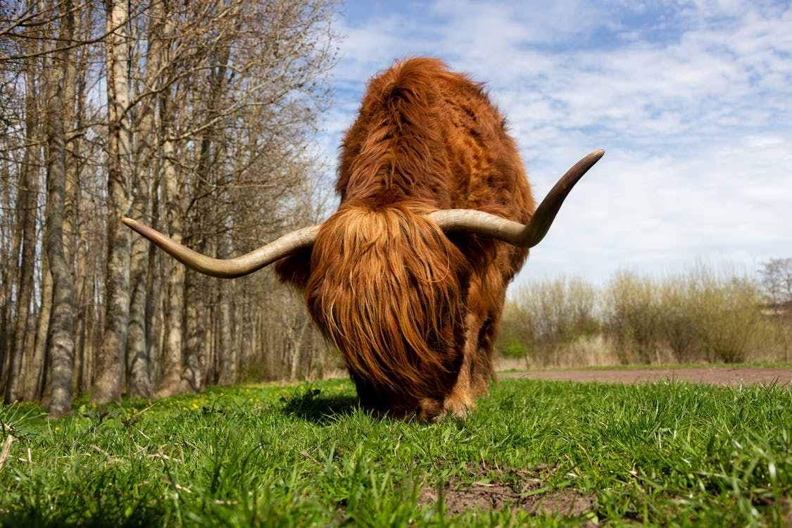 Brown Yak on Green Grass