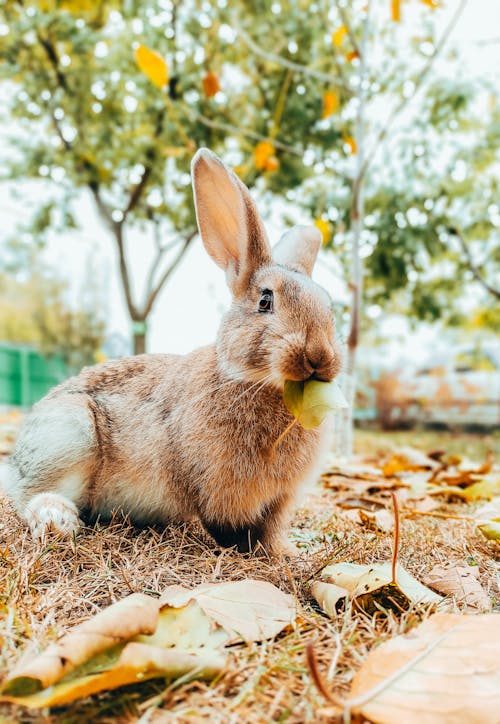 Free Brown Rabbit on Brown Dried Leaves Stock Photo