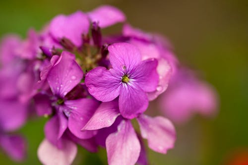 Shallow Focus Photography of Purple Flowers