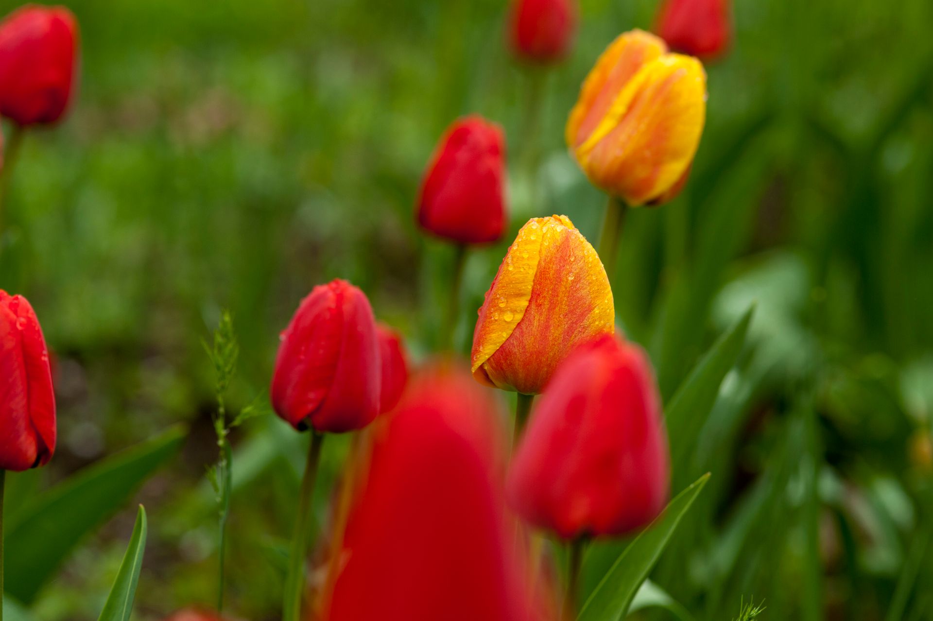 Close-up of colorful tulips covered in dew on a spring morning in a vibrant garden.