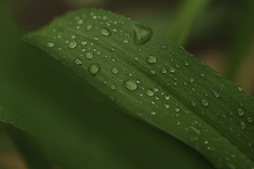 免费 绿叶植物的水露照片 素材图片
