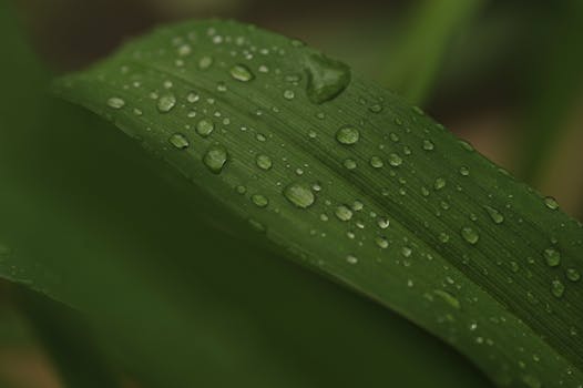 Macro photo of water droplets on a lush green leaf, showcasing freshness and purity.